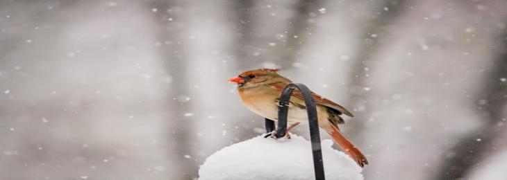 Study Suggest Tiny Birds’ Blood Gets Warmer in Winter