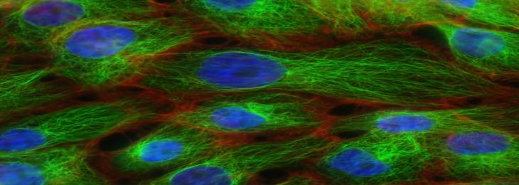 Injured Cancer Cells Can Survive on Their Own Membranes