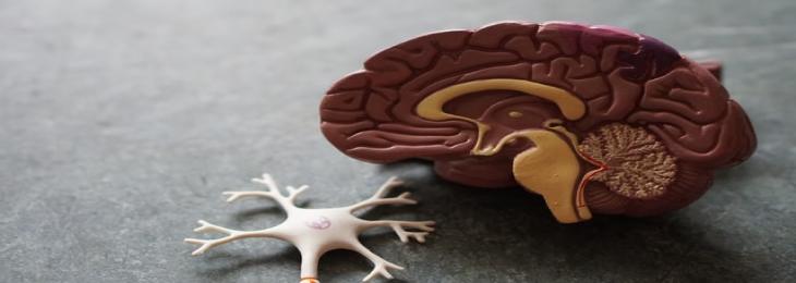 Brain Implant Boosts Mental Function in Human by Electric Stimulation