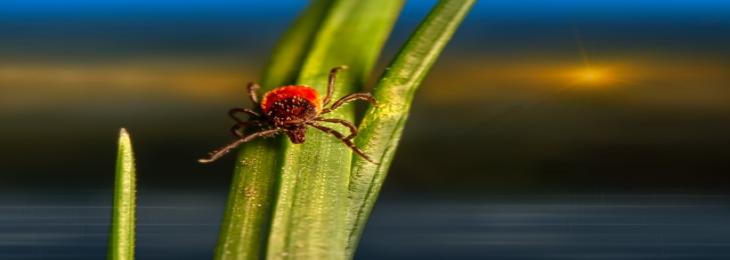 Novel mRNA Vaccine May Protect Against More than Lyme Disease