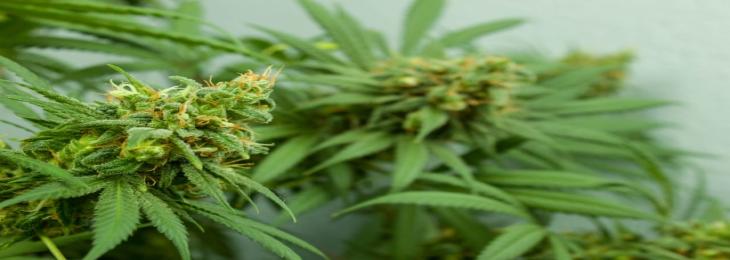 Cannabis Plants May Contain Heavy Metals Affecting Human Health