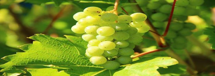 Benefits of Consuming Grapes