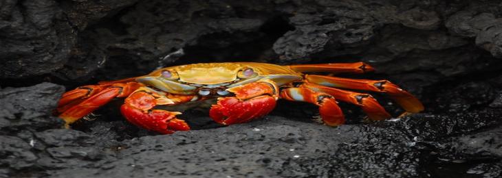 Scientists Create Crab Shells-Based Battery from That Degrades and Recycles