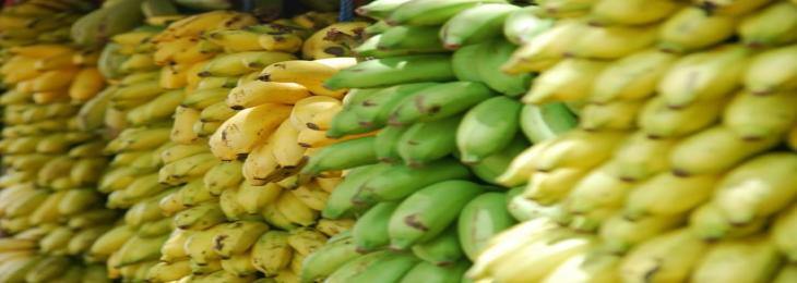 Scientist Are Running Out Of Time To Solve A Complicated History Of Origin Of Domestication Of Bananas
